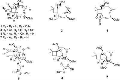 Caryophyllene-type sesquiterpenes from the endophytic fungus Pestalotiopsis lespedezae through an OSMAC approach